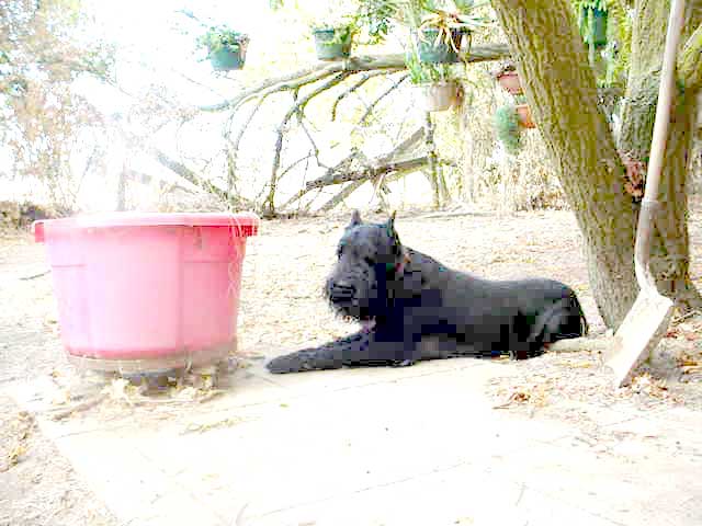 Moma enjoying morning in my yard